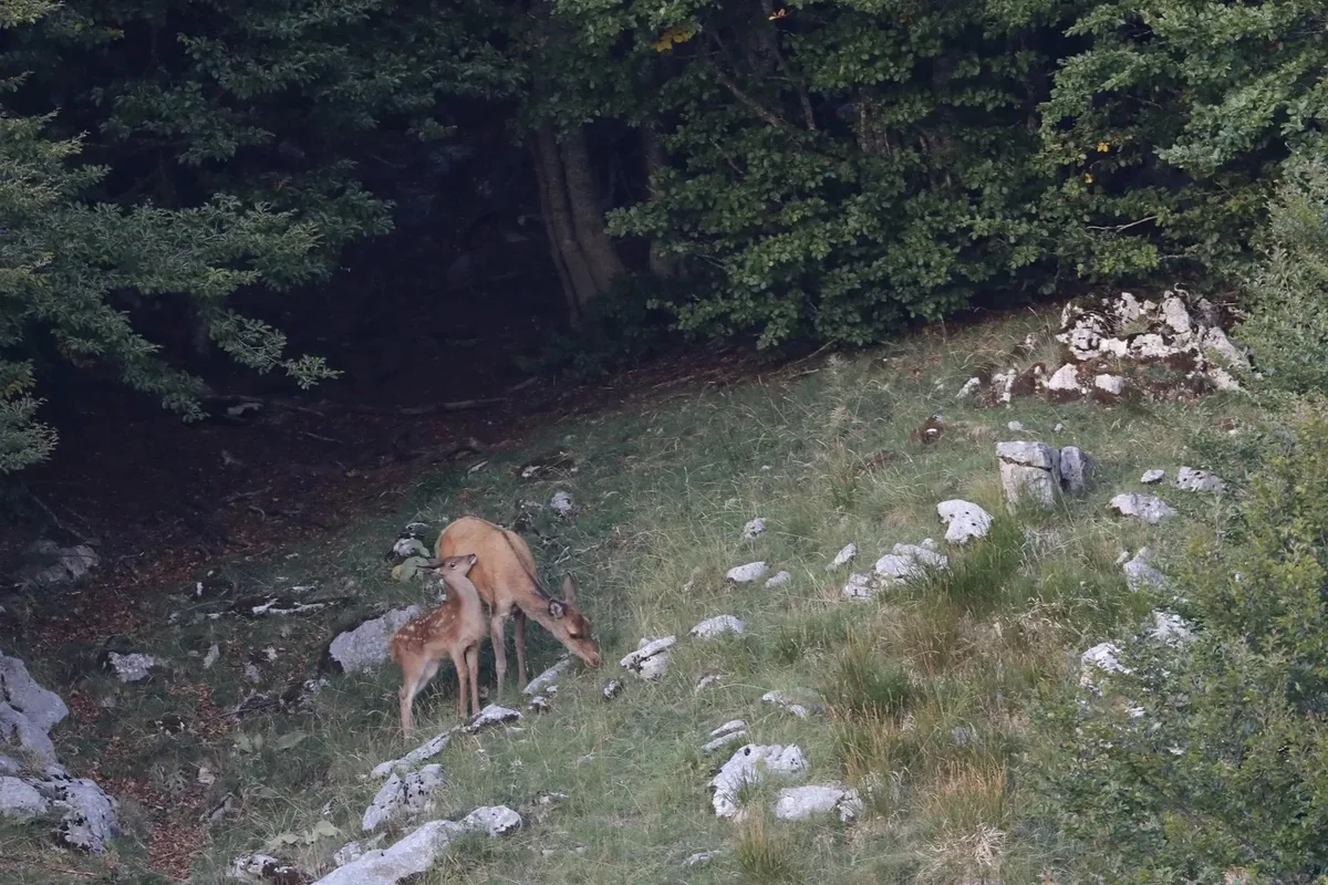hirsch_jura_Kopie Wald- und Forstverbände wollen weniger Wildverbiss