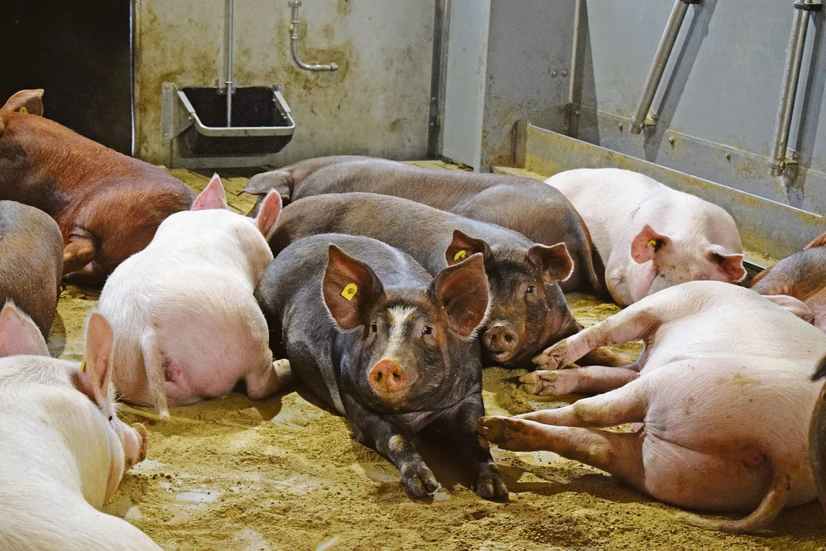 958a3cacbf76fc8add754c605fa96569ad21fa9b Label-Schlachtschweine sind in den vergangenen Jahren grösser geworden. Das hat Folgen auf den Tierschutz.(Bild Daniela Joder)