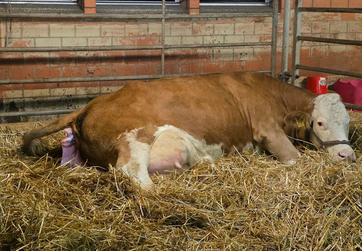 20251027_064205.jpg Bei richtiger Lage des Kalbes und ohne ersichtliches Stocken der Geburt, darf zugewartet werden. Das schont Kuh und Kalb.