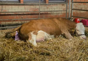 Bei richtiger Lage des Kalbes und ohne ersichtliches Stocken der Geburt, darf zugewartet werden. Das schont Kuh und Kalb.