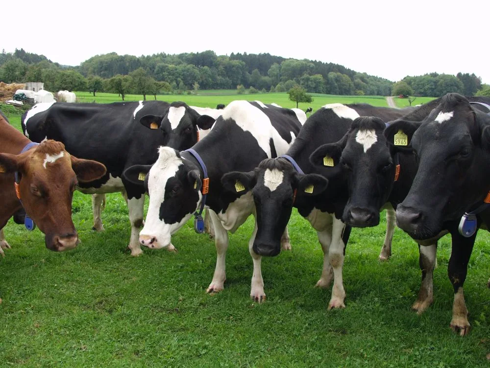 8400aef4b0ec71eb70d652f5f418d9114328b079 Rot und Schwarz gemeinsam auf der Weide: Swissherdbook und der Schweizerische Holsteinzuchtverband bauen ihre Zusammenarbeit aus. (Bild pf)