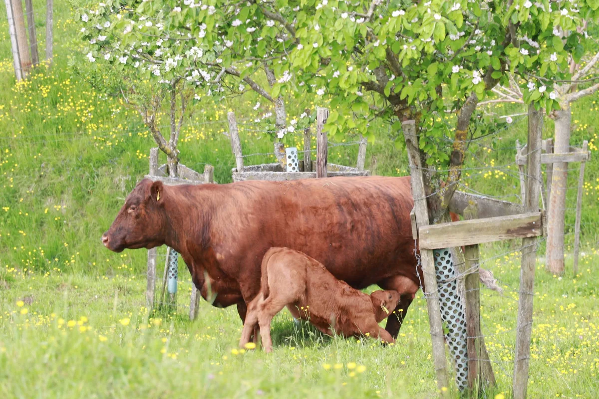 Milchleistungskontrollen auch bei säugenden Tieren vornehmen