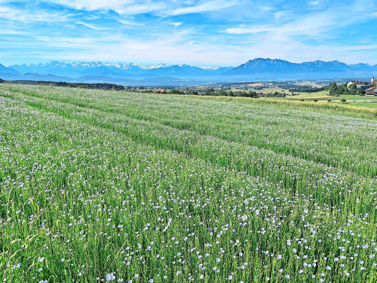 Leuchtend blau präsentierte sich das Ölleinen-Feld im Juni auf dem Gutsbetrieb des BBZN Hohenrain.