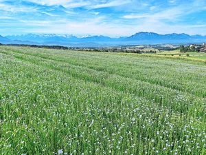 Leuchtend blau präsentierte sich das Ölleinen-Feld im Juni auf dem Gutsbetrieb des BBZN Hohenrain.
