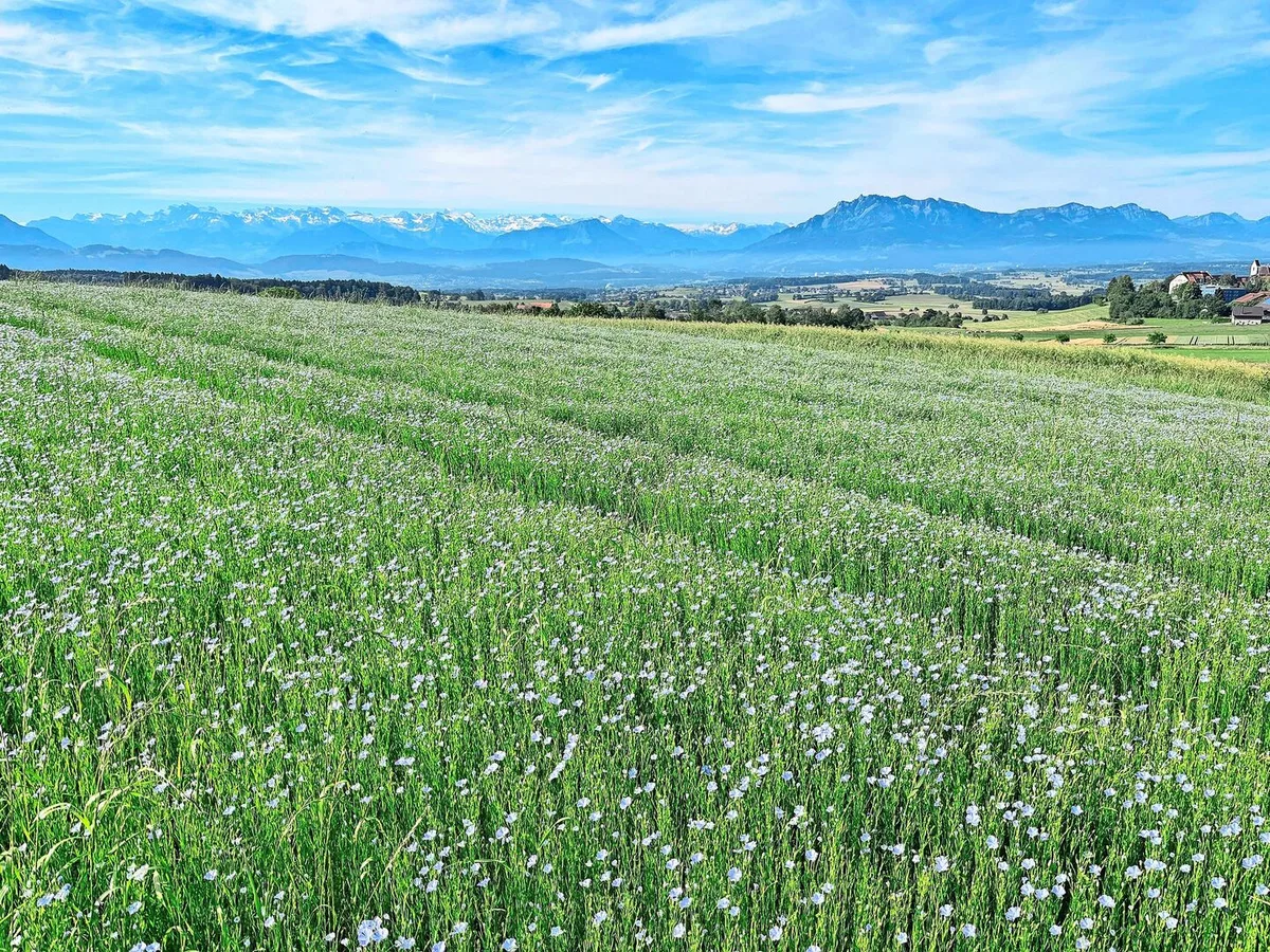 Leuchtend blau präsentierte sich das Ölleinen-Feld im Juni auf dem Gutsbetrieb des BBZN Hohenrain.