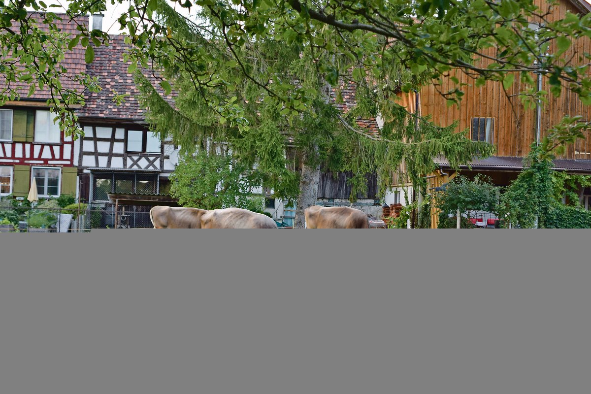 Die Herde von Familie Hausammann besteht aus 45 Braunviehkühen und einem Stier. Die Milch wird  verkäst. (Bilder Stefanie Giger)