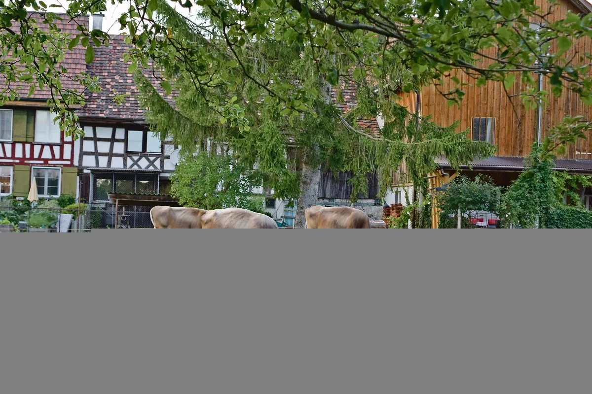 aa7fdbaf0a5cad4f18cc14f6a75649010c3dbb02 Die Herde von Familie Hausammann besteht aus 45 Braunviehkühen und einem Stier. Die Milch wird verkäst. (Bilder Stefanie Giger)