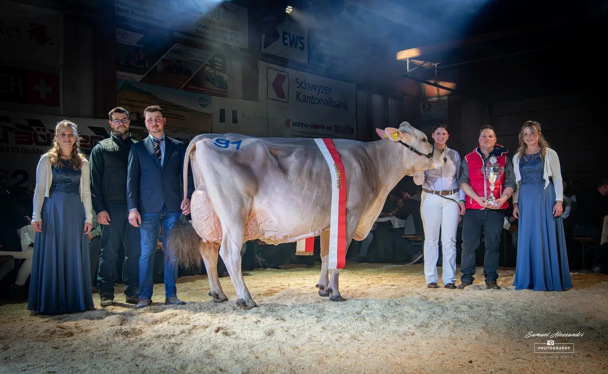 Castelli_BS_Phil_Phoenix_von_Armin_Schatt__Feusisberg_wurde_Champion_der_7._Schwyzer_Braunviehschau Überragende Phoenix gewinnt an der 7. Schwyzer Braunviehschau