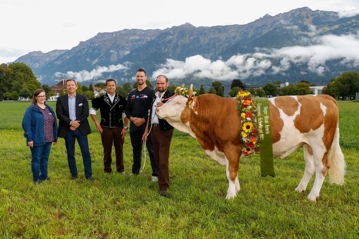 muni_araris_interlaken Der Siegermuni der Unspunnen-Schwinget heisst Araris
