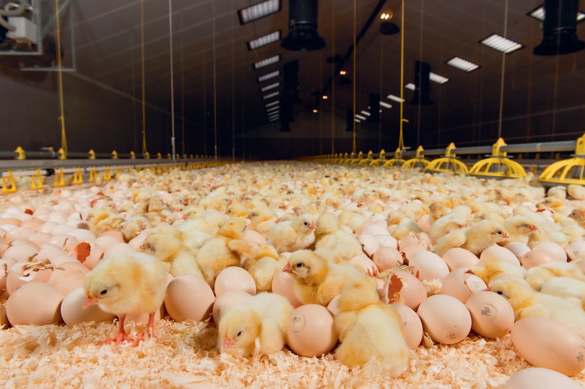 Die Küken schlüpfen im Stall. Damit entfällt der Transportstress und die Küken können sofort mit Fressen beginnen. Diesen Vorteil bietet aber auch die neueste Generation von Brütereien. (Bild NestBorn)