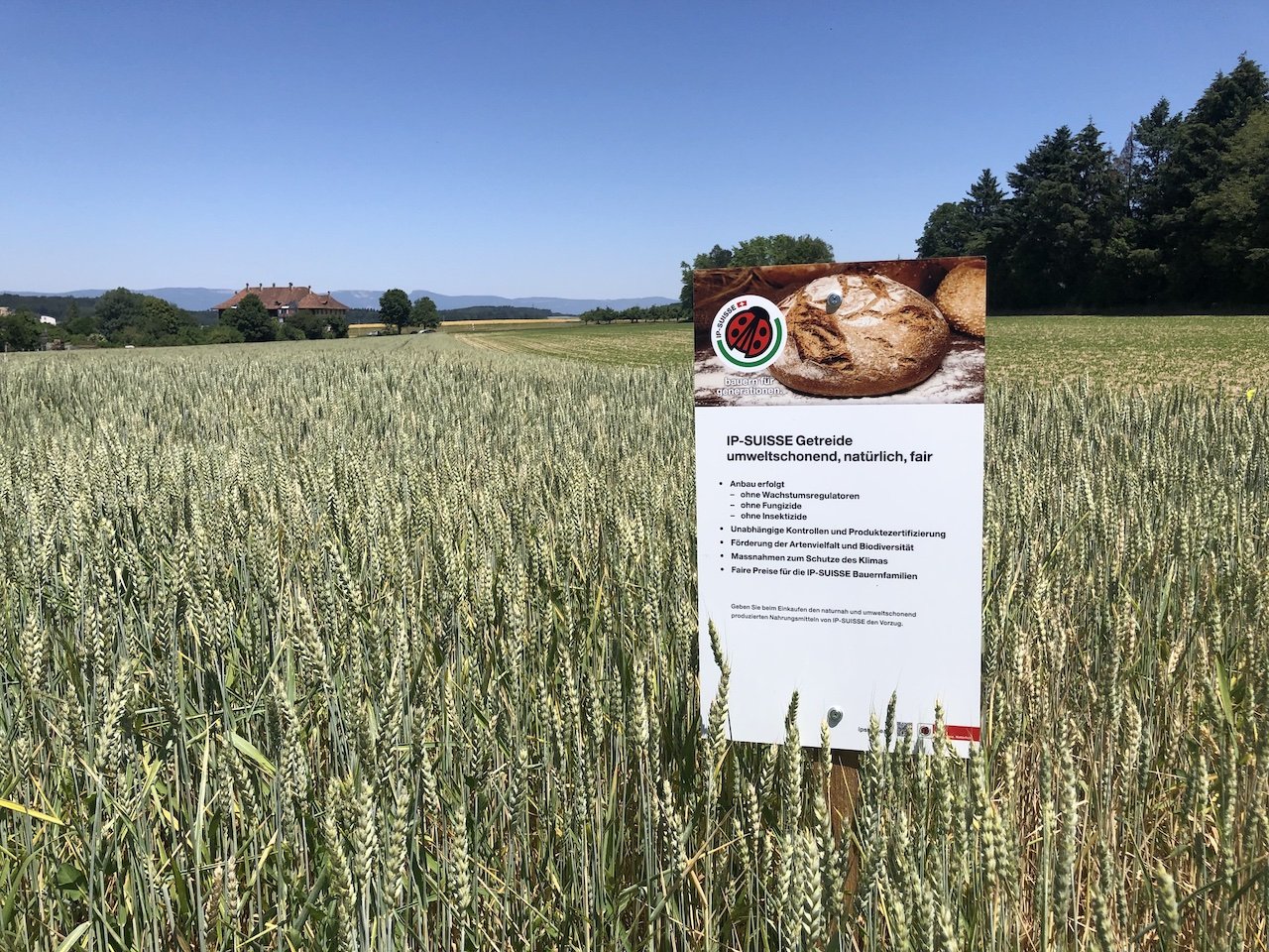 Ungleichgewicht im Getreidemarkt zwingt zu «Um-Labelisierung»