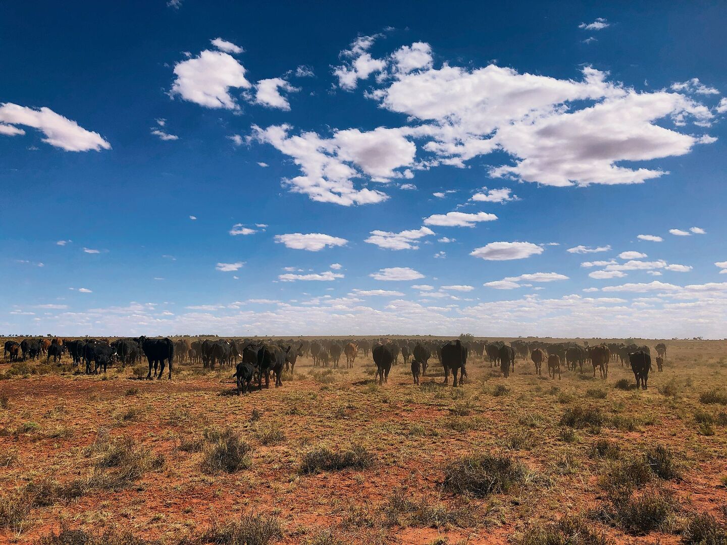 Anfang Februar stiegen die Temperaturen in Australien teils über 40 Grad. Es sind lange, staubige und heisse Tage für die, die auf den Rinderfarmen arbeiten.