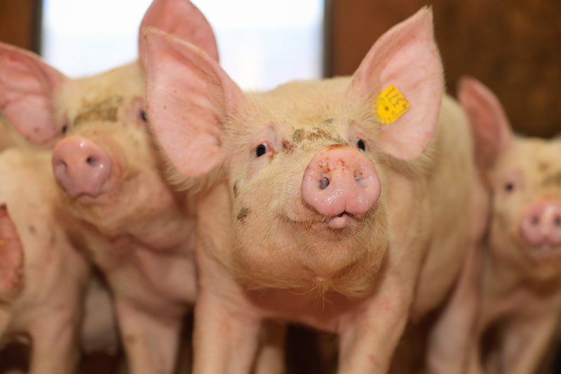 Ferkel sind zur Zeit teuer gehandelt. (Symbolbild Peter Röthlisberger)