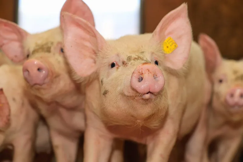 3cb447ebb70ad64da7b33a5ff79505c3902964fa Ferkel sind zur Zeit teuer gehandelt. (Symbolbild Peter Röthlisberger)