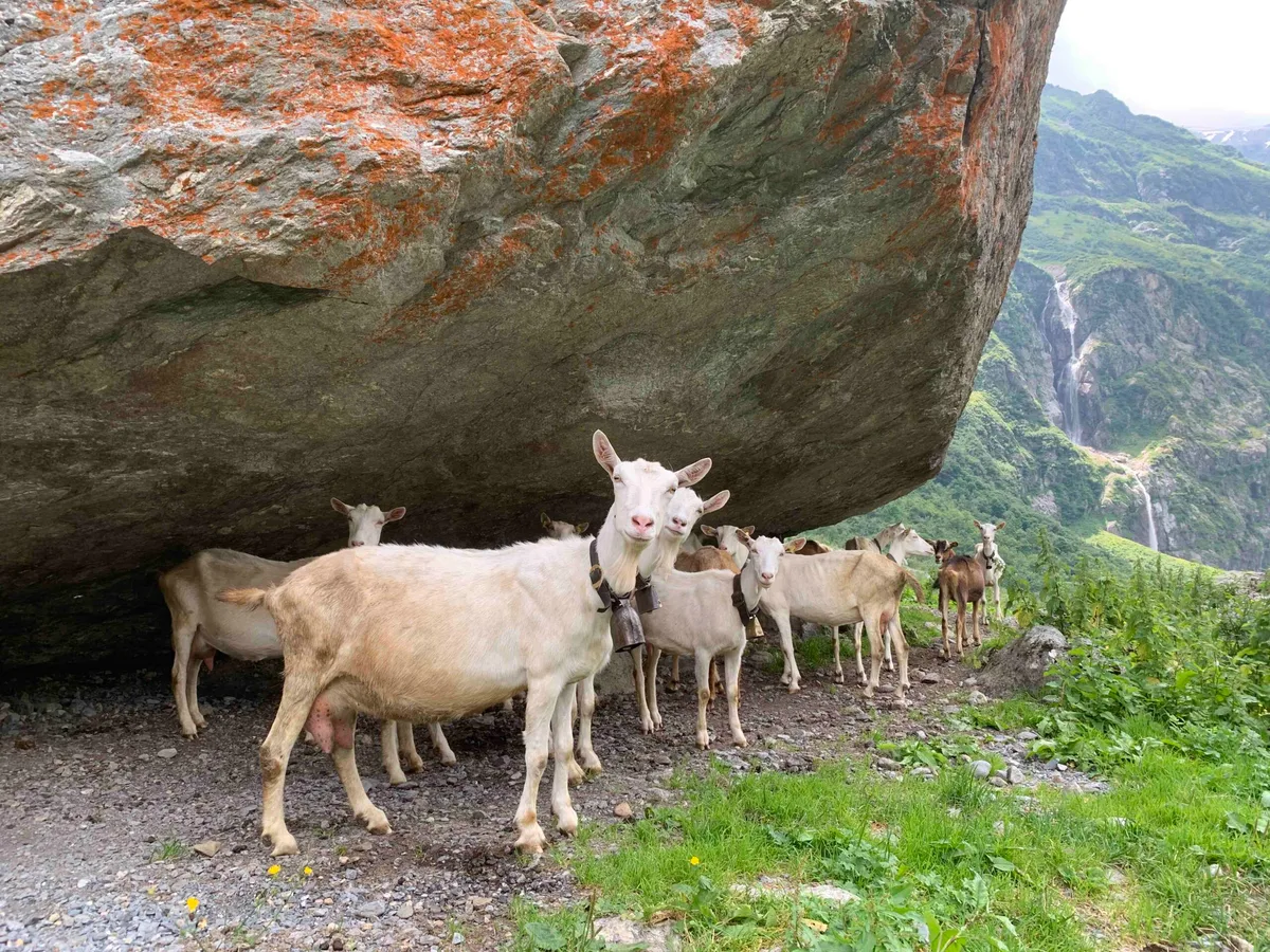 Ziegen_Schutz_vor_Wetter Viele Freiwillige wollen nach Wolfsrissen helfen