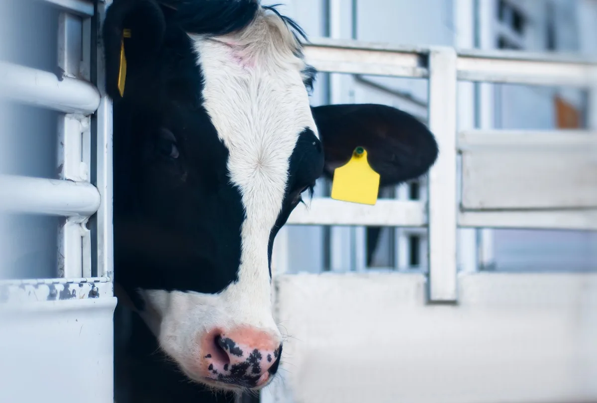 AdobeStock_417606879 Portrait of a cow in the animal transport van.