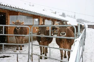 Um den Betrieb im Stall am Laufen zu halten, kommen bei Frost einige Aufgaben hinzu.
