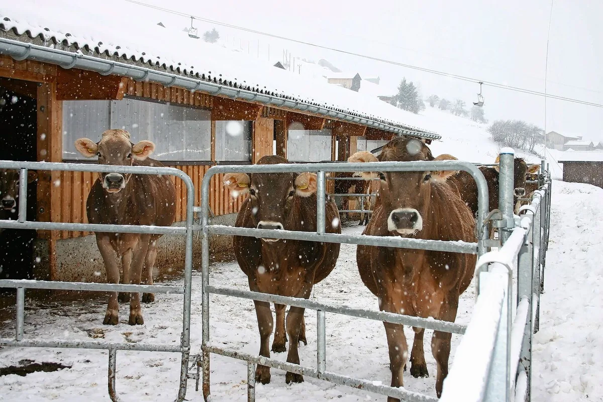 a8cb00cc6a7bd24afa32e9915fd02490963a26c8aa397afb9007f13b6712d8fb Um den Betrieb im Stall am Laufen zu halten, kommen bei Frost einige Aufgaben hinzu.