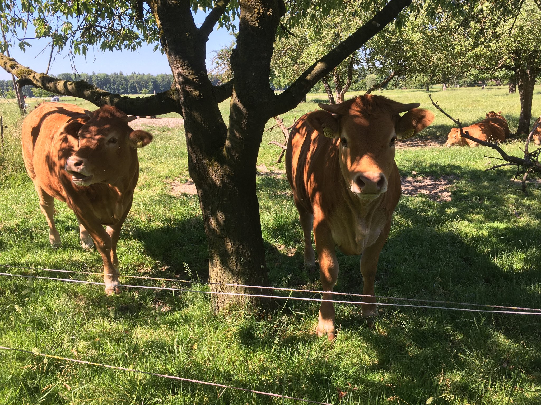 Hitzewarnungen – Schützen Sie sich und Ihre Tiere