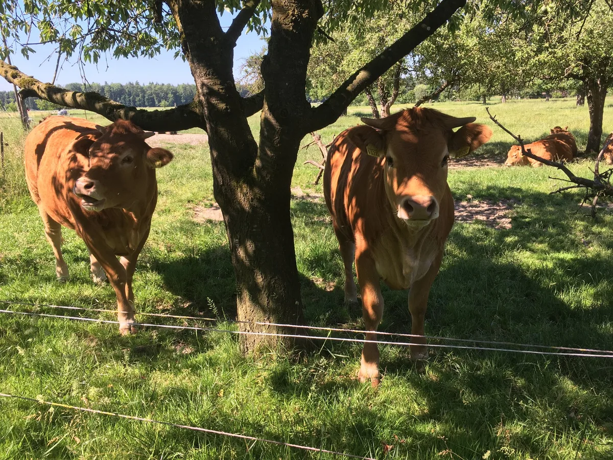 rinder_schatten_weide Hitzewarnungen – Schützen Sie sich und Ihre Tiere