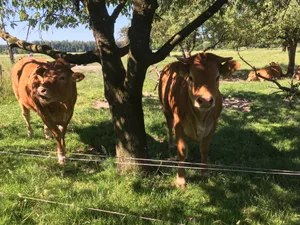 Wenn die Sonne brennt, sucht man am besten einen Schattenplatz auf. Ausserdem sollte wenn möglich auf Nachtweide umgestellt werden, damit die Tiere die kühleren Stunden ohne brütende Sonne nutzen können.