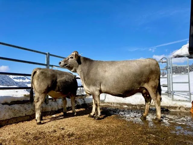 a7fd8fa266d3967147f54c250564717c80a5d7da Mutterkühe 1. Rang: Dorli (Casso/Fangus), Besitzer: Remo Bischof, Stein SG