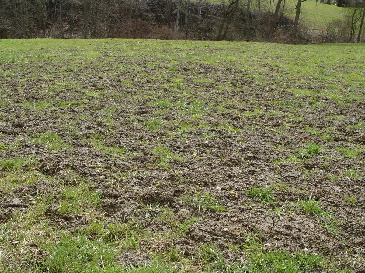 Ist die Mäusepopulation zu gross, ist eine Bekämpfung oft nicht mehr sinnvoll. (Bild Cornel Stutz/Agroscope)