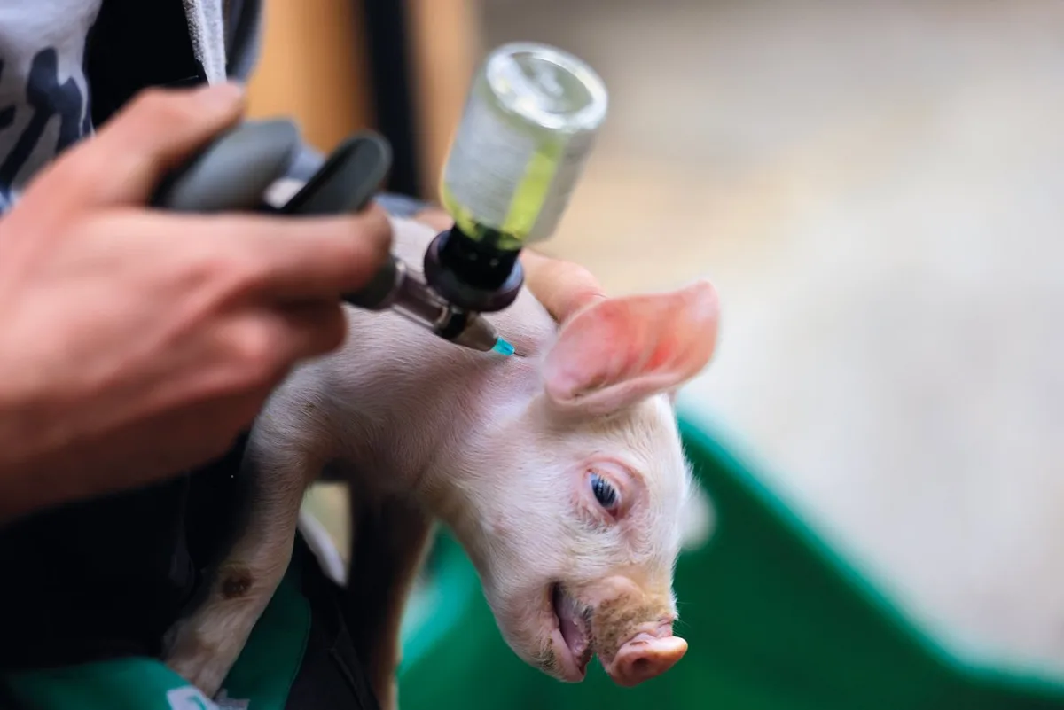 1f62987effa0f6400d8e10b68211213b3f22db5a Die chirurgische Ferkelkastration ist in der Schweiz Standard. (Bild: «die grüne» / Peter Röthlisberger)
