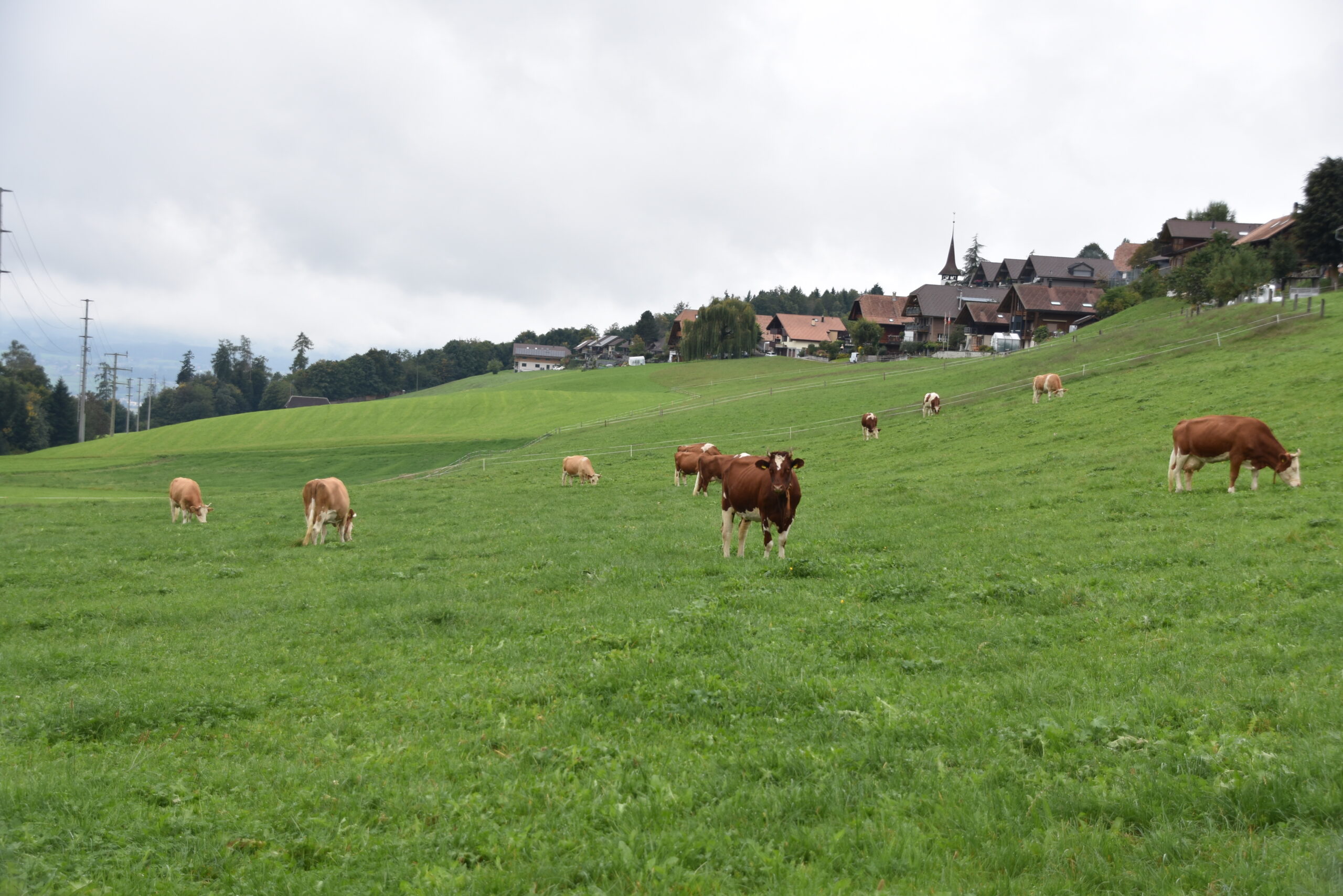In Zukunft wird die Kuh noch mehr an Bedeutung gewinnen. Sie ist das einzige Nutztier, das grosse Mengen Gras zu Fleisch und Milch verarbeiten kann.