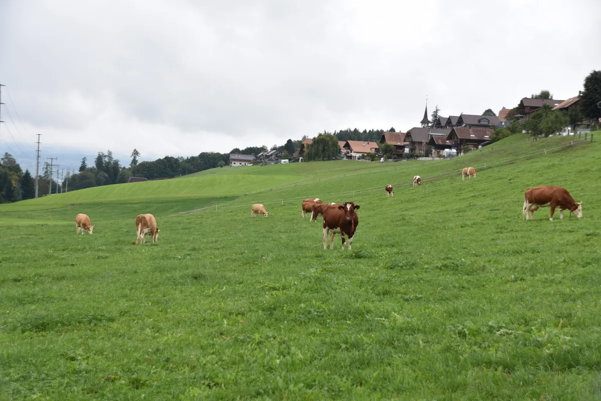 In Zukunft wird die Kuh noch mehr an Bedeutung gewinnen. Sie ist das einzige Nutztier, das grosse Mengen Gras zu Fleisch und Milch verarbeiten kann.