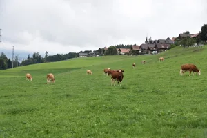 In Zukunft wird die Kuh noch mehr an Bedeutung gewinnen. Sie ist das einzige Nutztier, das grosse Mengen Gras zu Fleisch und Milch verarbeiten kann.