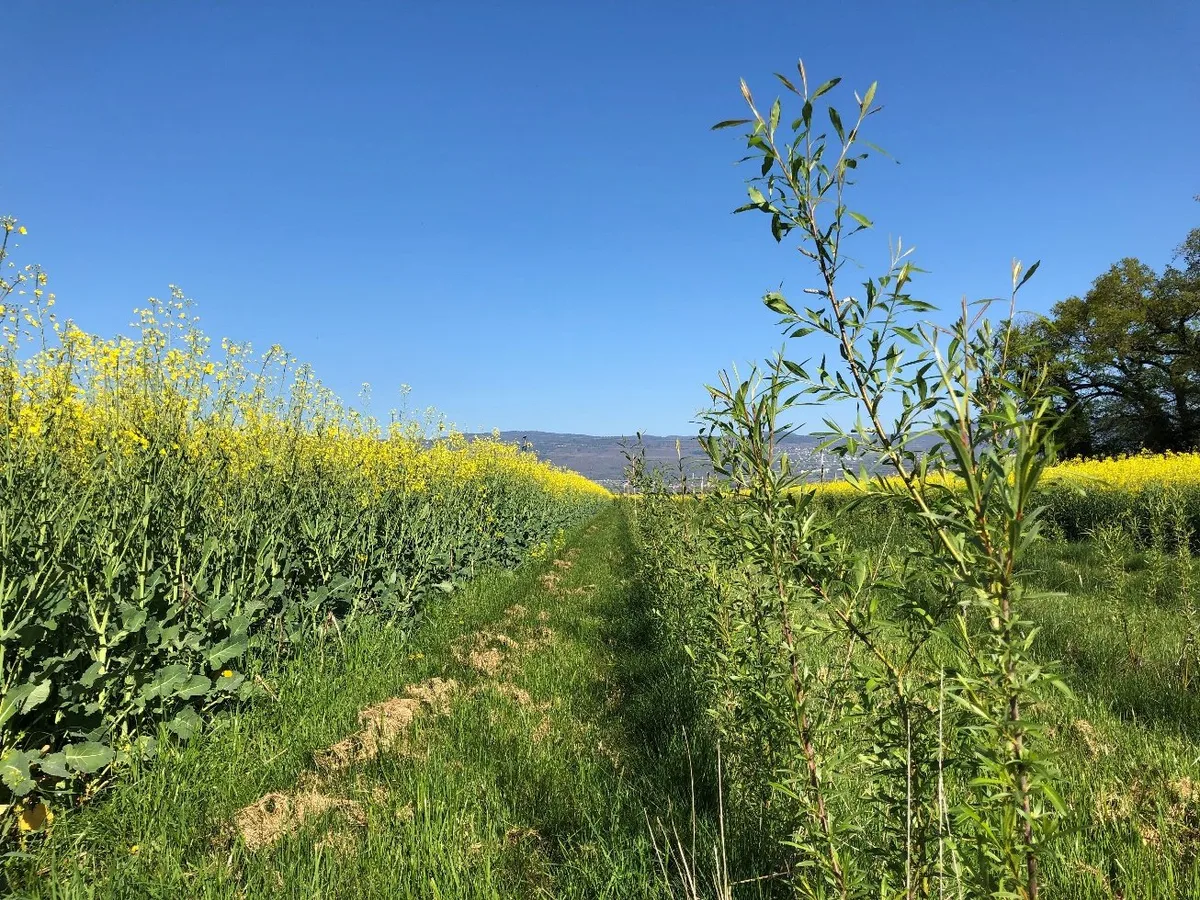 DG_24-11_FoKo_Agroscope Rapsfelder im Wechsel mit zweijährigen Weidenhecken zur Produktion von fragmentiertem Zweigholz (April 2024).