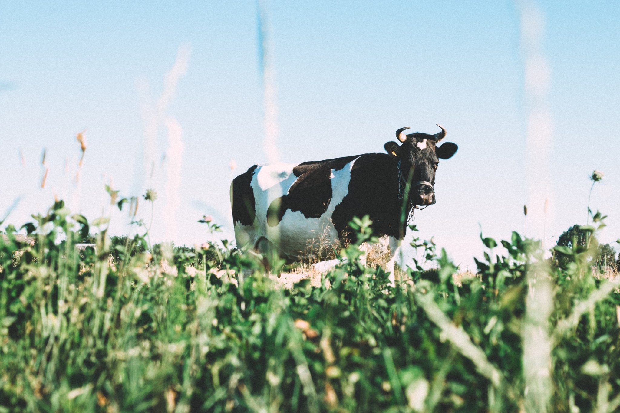 Der Organisation der Schweizer Milchproduzenten SMP, als wichtigster Fachorganisation, stehen 48 der 507 Delegiertensitze und 12 der 111 LAKA-Sitze zu. (Bild Unsplash)