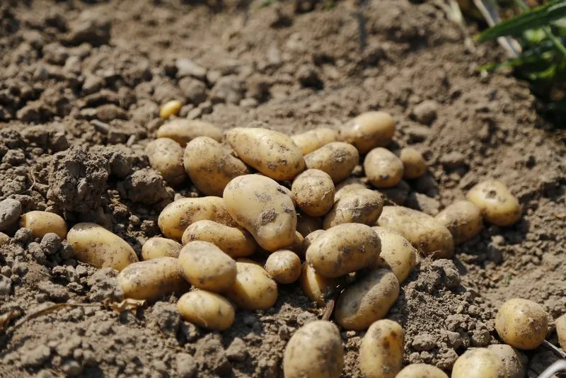 8b96295697dff8e6f25baf7963795132e9b18e8e Obwohl man Kartoffeln als modernes Lebensmittel bezeichnen kann, sinkt ihr Konsum in der Schweiz und auch im Ausland. (Bild ji)