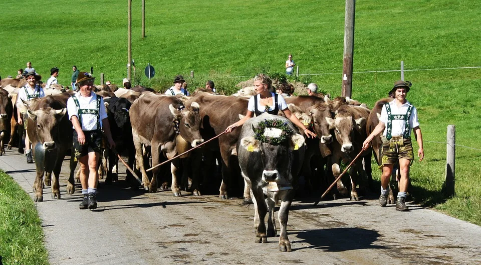 5f385b49dd42a4f11c39d8126382bcc046dd6767 Almabtrieb (Alpabzug) in Bayern. (Symbolbild Pixabay)