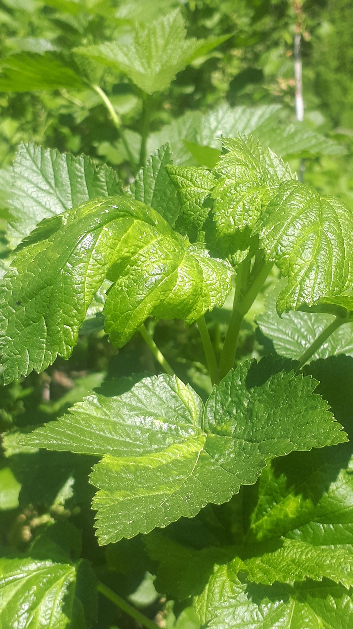 Blattläuse in den Beeren – die Vegetationsfläche muss jetzt geschützt werden