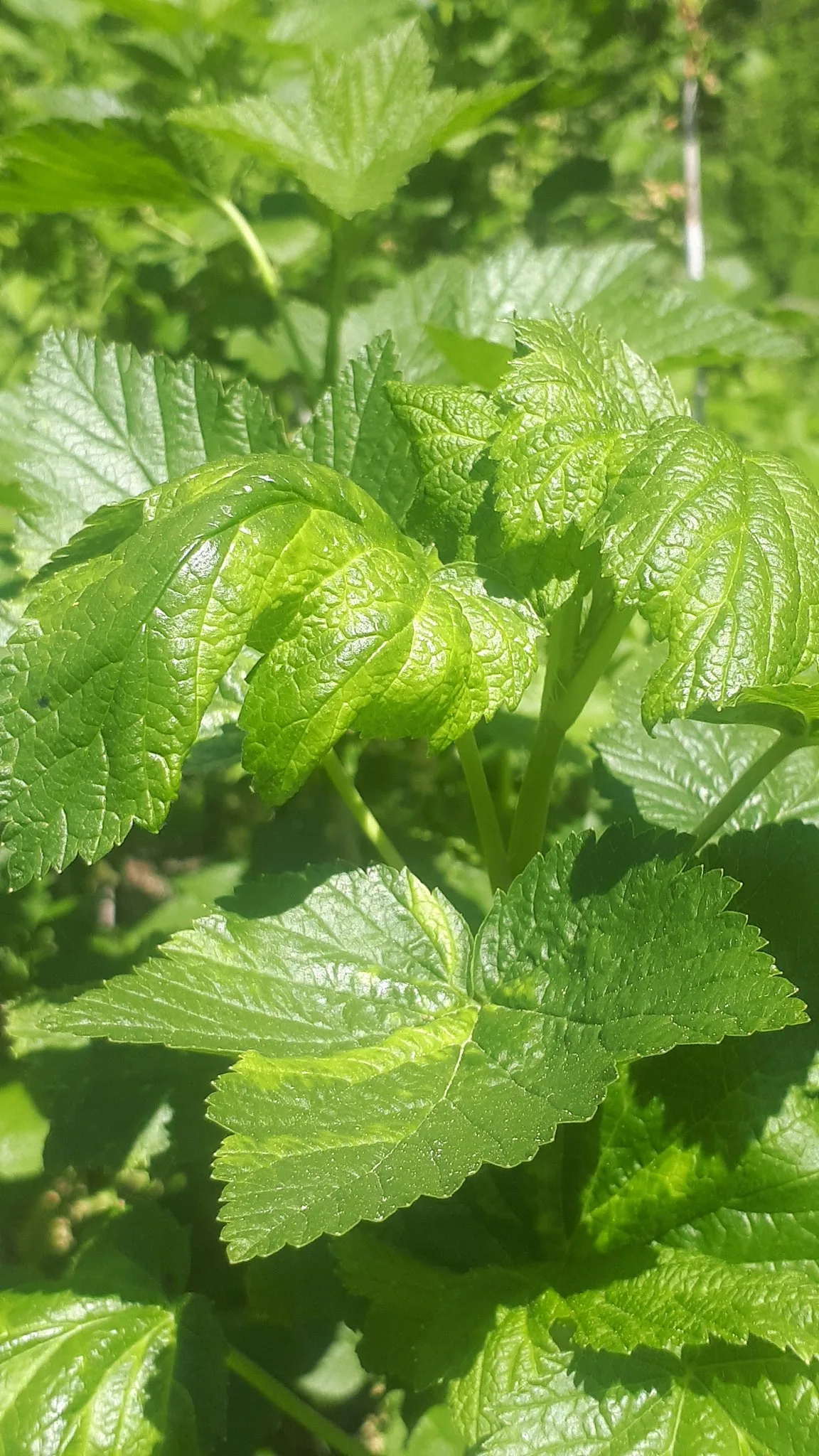 Blattläuse in den Beeren – die Vegetationsfläche muss jetzt geschützt werden