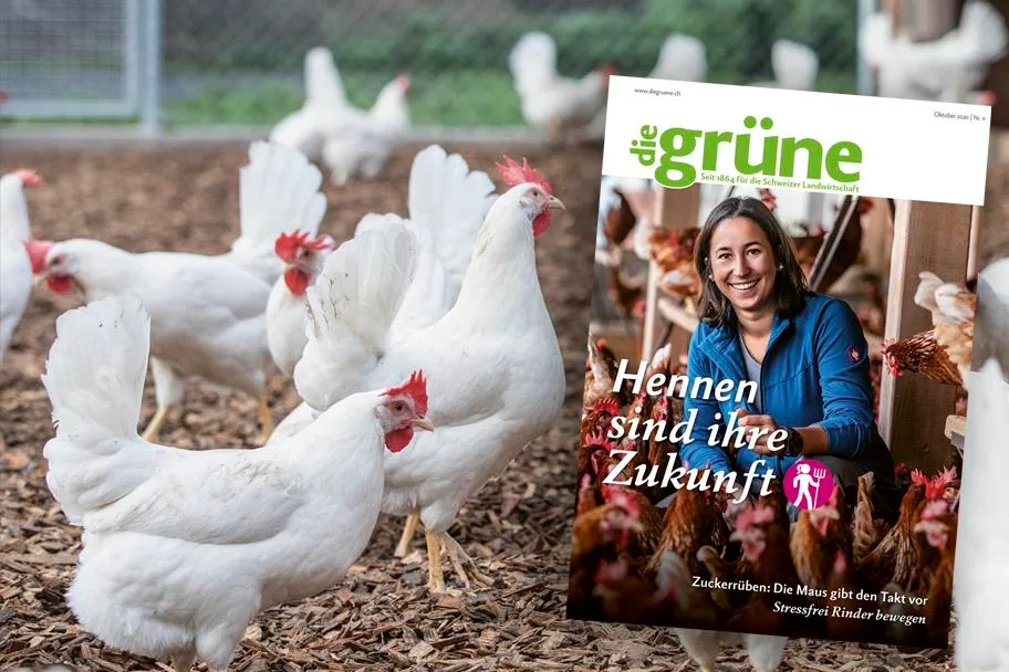 50ba80cdab7c52476d9c0000c1d0a14a569a643e Das November Heft von «die grüne» bespricht Themen wie Legehennen, Streifenfräs-Saat und Zuckerrüben. (Bild DG)