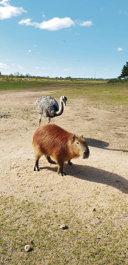 Zwei Tiere, die man in Uruguay antrifft: ein «Ñandú», ein einheimischer Strauss, und ein «Carpincho».