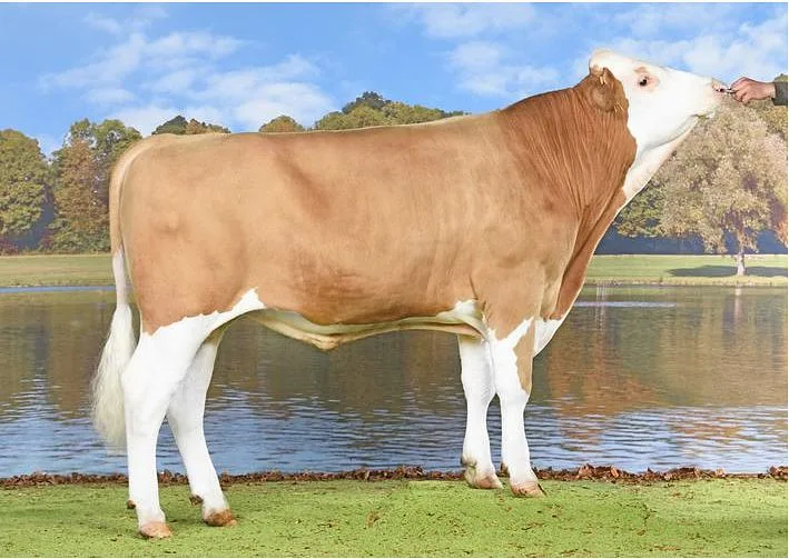 8c9393e2f8b55a29eaa145d8d2b94e1a3c892809 Stonehill Brisago Lorado-ET führt die Rangliste nach Exterieur an. Viele 98-pünktige Kühe sind in seiner Abstammung.(Bild KeLeKi)