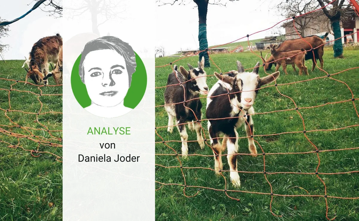analyse-15 Der Wolf kostet mich viele Nerven – und ist teuer