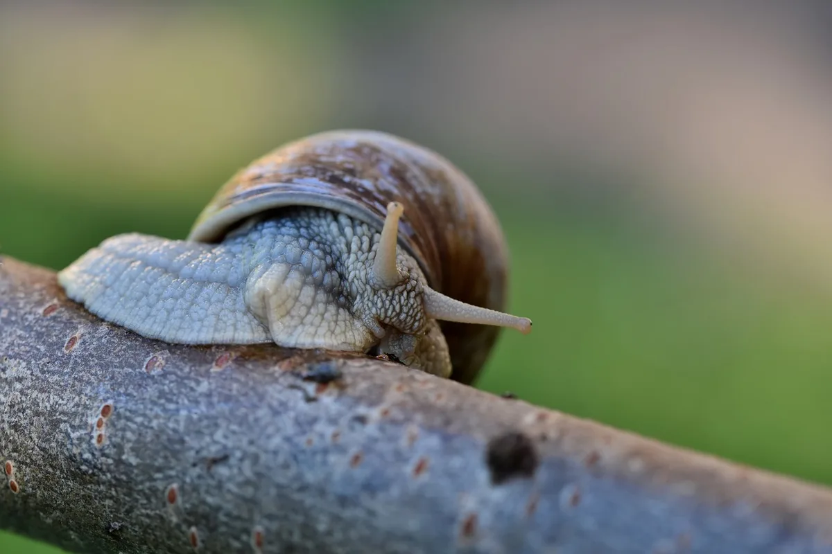 Der Nationalrat anerkennt Schnecken als Nutztiere