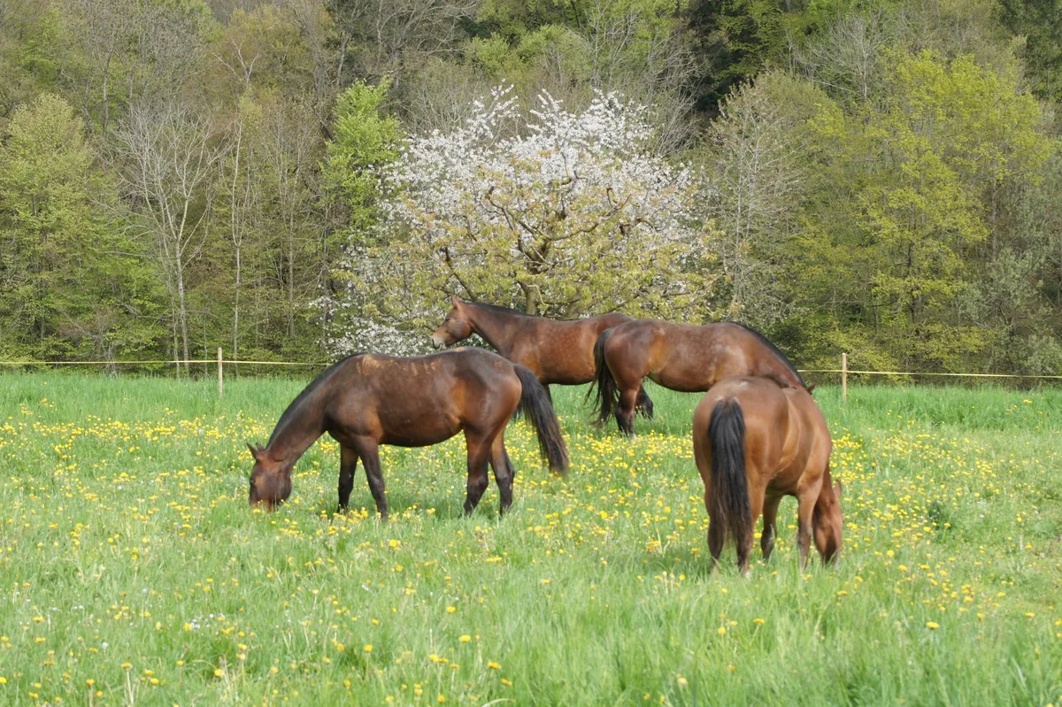BZ-BET5-23-Equiden-stu Mit bedarfsorientierten Parasitenkontrolle Resistenzen vorbeugen
