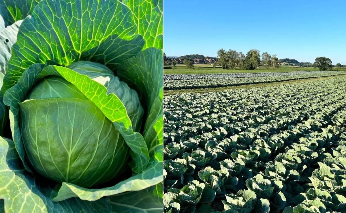 sauerkraut_bu__hne_frei Es sieht gut aus für die diesjährige Kabisernte