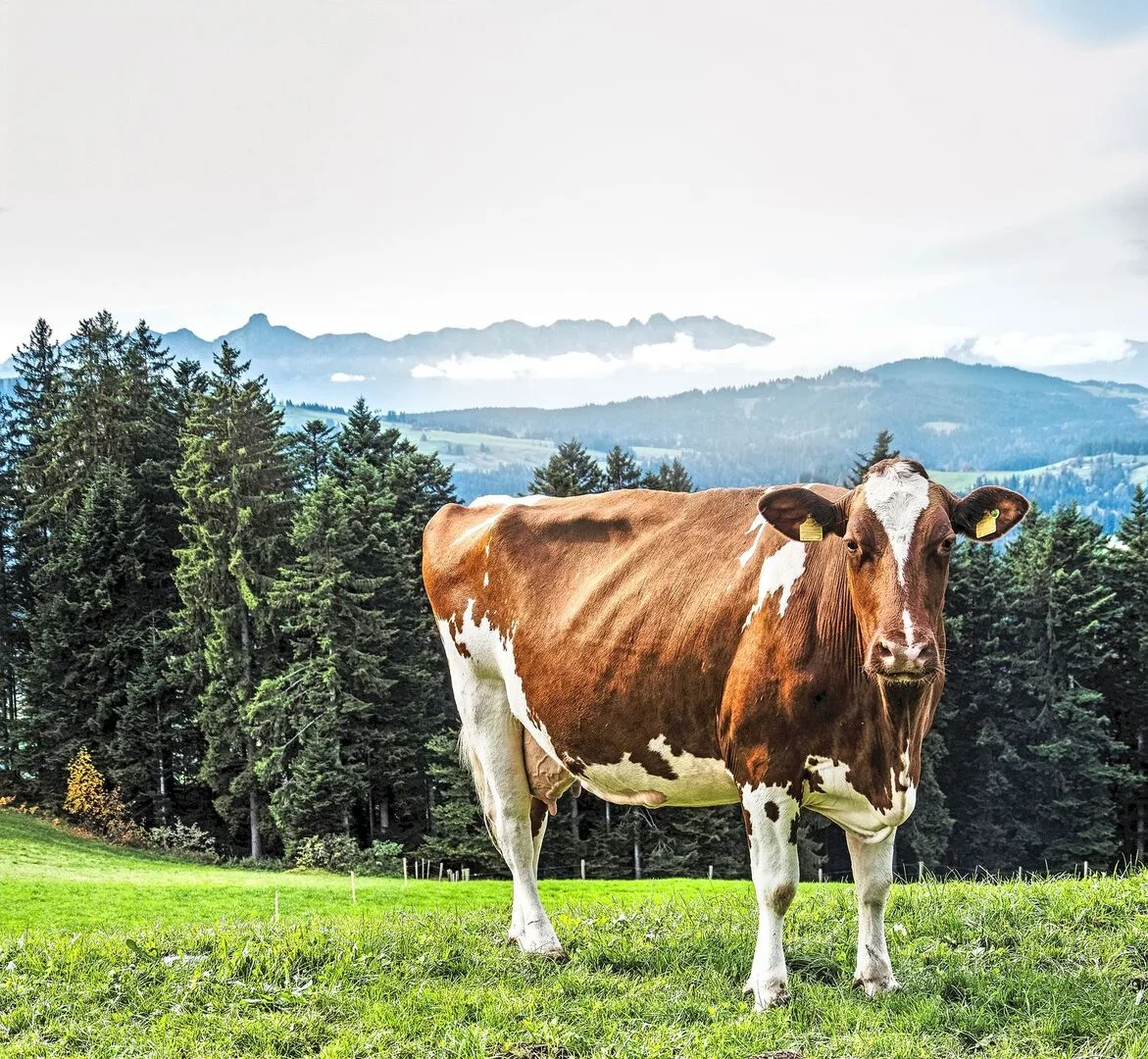 Eine gefleckte Kuh steht auf der Weide.