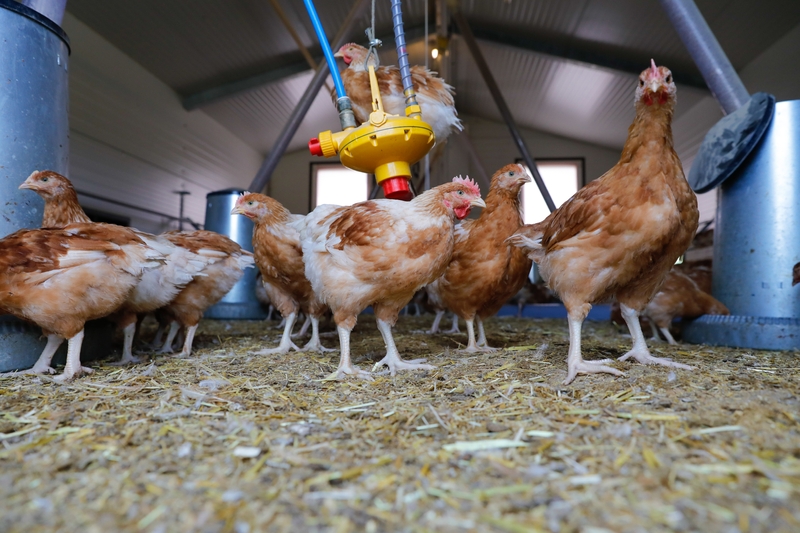 Wachse, weiche oder werde Pouletmäster