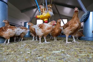 Das Huhn hat Potenzial, darin sind sich viele der befragten Betriebsleitenden einig.