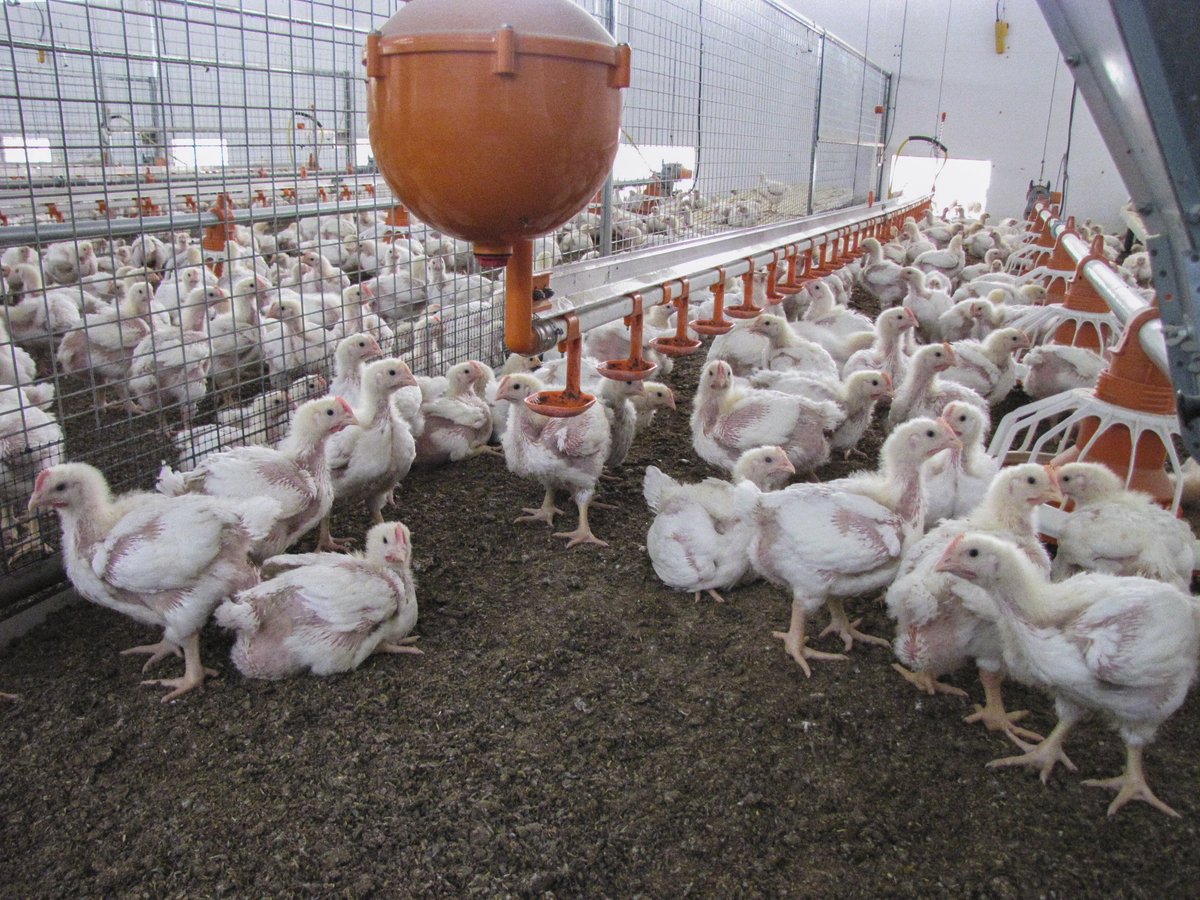 In der Pouletmast ist es eine grosse Herausforderung, dass die Einstreu bis am Schluss locker bleibt. Bild: Aviforum