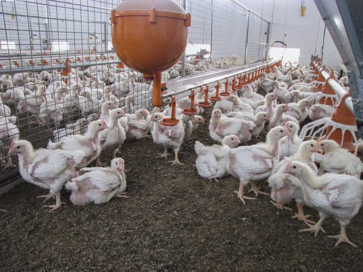95679d681c435d1b00bd5e8173fcf5b67413c218 In der Pouletmast ist es eine grosse Herausforderung, dass die Einstreu bis am Schluss locker bleibt. Bild: Aviforum