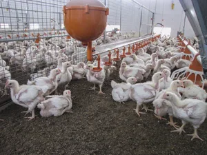 In der Pouletmast ist es eine grosse Herausforderung, dass die Einstreu bis am Schluss locker bleibt. Bild: Aviforum